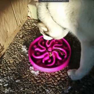 Mísa, která zpomaluje kočku / jídlo - fialová