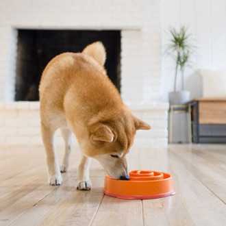 Krmivo pro psy a kočky zpomalující mísu - oranžové